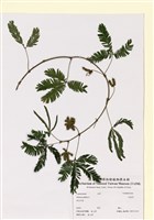 藏品(含羞草)的圖片